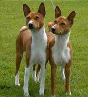 basenji dogs on Dog Encyclopedia