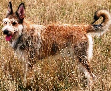 Berger Picard dog featured in dog encyclopedia