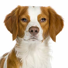 Brittany Spaniel profile on dog encyclopedia