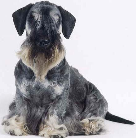 Cesky Terrier profile on dog encyclopedia