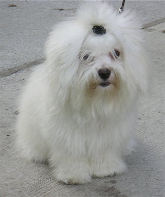 Coton De Tulear dog featured in dog encyclopedia