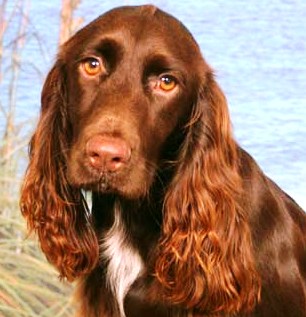 Field Spaniel dog featured in dog encyclopedia