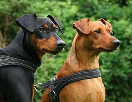 German Pinscher dog featured in dog encyclopedia