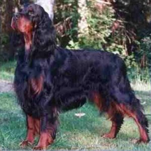 Gordon Setter dog featured on dog encyclopedia