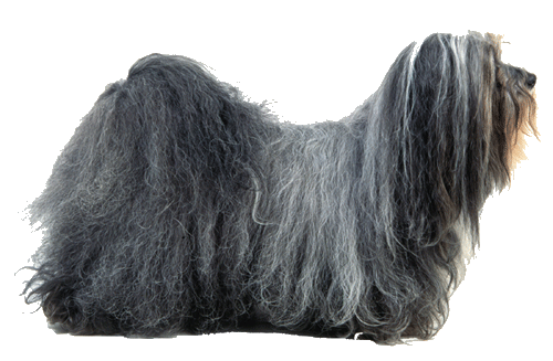 Havanese dog featured on dog encyclopedia