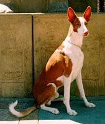 Ibizan Hound dog featured in dog encyclopedia
