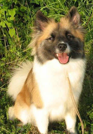 Icelandic Sheepdog profile in dog encyclopedia