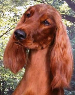 Irish Setter profile on dog encyclopedia