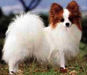 Papillon dog featured in dog encyclopedia