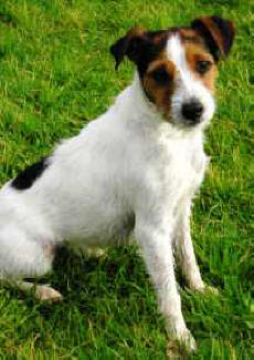 Parson Russell Terrier dog featured in dog encyclopedia