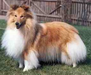 Shetland Sheepdog dog featured in dog encyclopedia