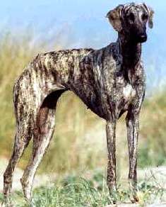 Sloughi dog featured in dog encyclopedia