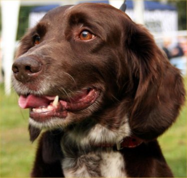 Small Munsterlander pointer dog featured in dog encyclopedia
