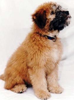 Soft Coated Wheaten Terrier dog featured in dog encyclopedia