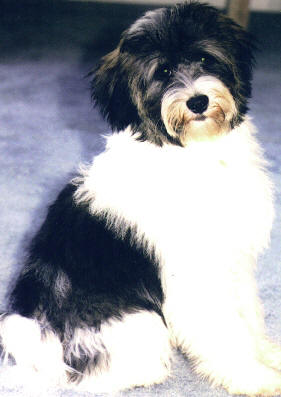 Tibetan Terrier dog featured in dog encyclopedia