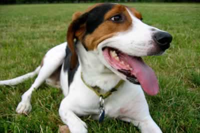 Treeing Walker Coonhound dog featured in dog encyclopedia