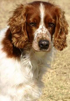 Welsh Springer Spaniel profile on dog encyclopedia