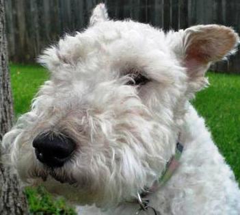 Wire Fox Terrier dog featured in dog encyclopedia