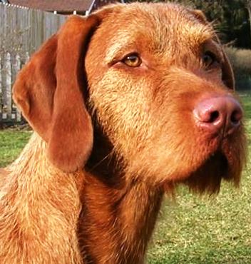 Wirehaired Vizsla dog featured in dog encyclopedia