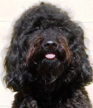 barbet dog featured in dog encyclopedia