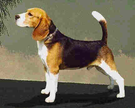 the great american beagle