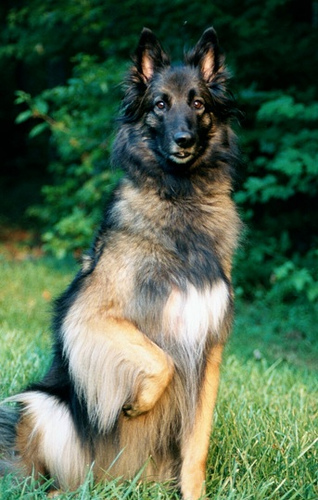 Belgian Tervuren profile on dog encyclopedia