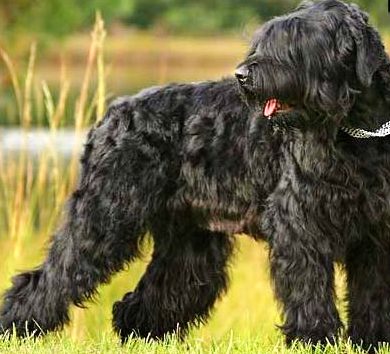 Black Russian Terrier profile on Dog Encyclopedia