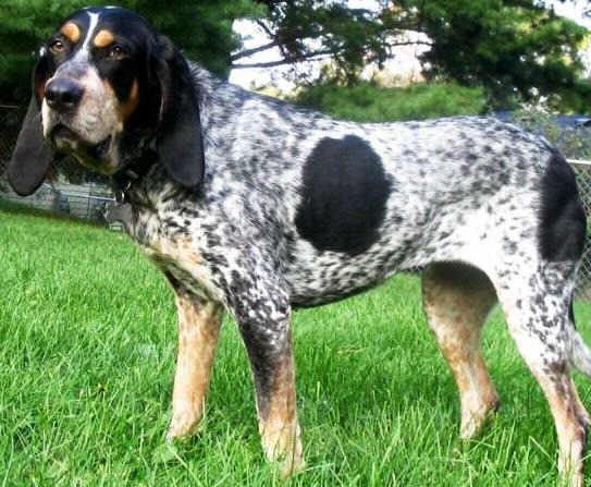 Bluetick Coonhound dog featured in dog encyclopedia