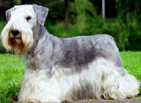 Cesky Terrier dog featured in dog encyclopedia