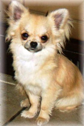 Chihuahua dog in dog encyclopedia