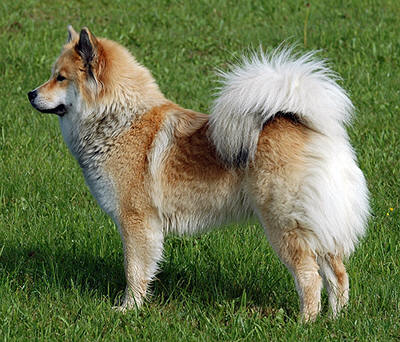 Eurasier dog featured in dog encyclopedia
