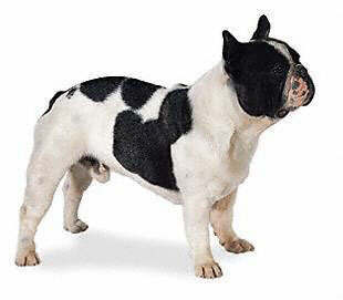 french bulldogs are a favorite dog breed