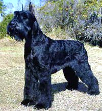 Giant Schnauzer dog featured in dog encyclopedia