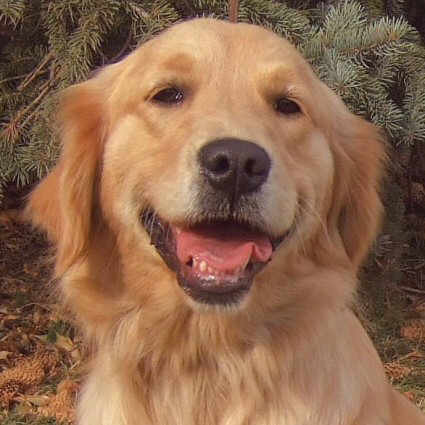 Golden Retriever profile on dog encyclopedia