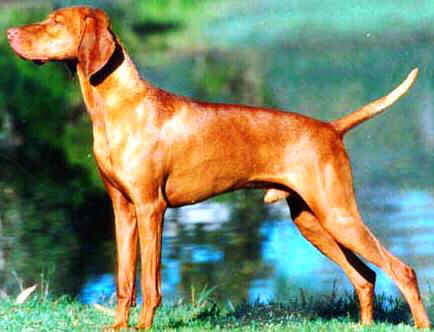 Vizsla profile on dog encyclopedia