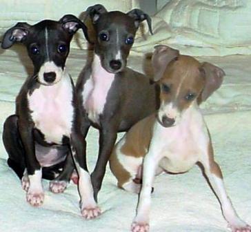 Italian Greyhound dogs featured in dog encyclopedia
