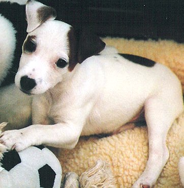 Russell Terrier dog featured in dog encyclopedia