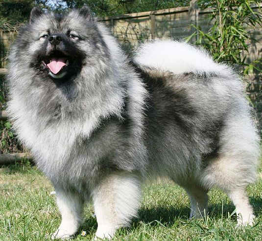 Keeshond dog featured in dog encyclopedia