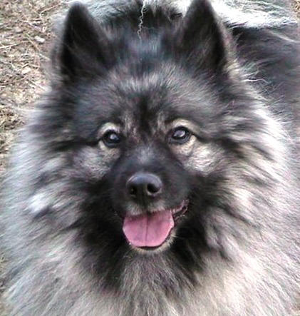 Keeshond profile on dog encyclopedia