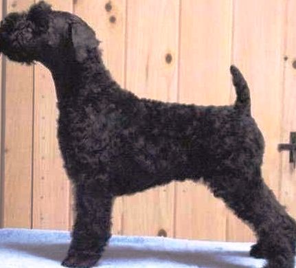 Kerry Blue Terrier profile on dog encyclopedia