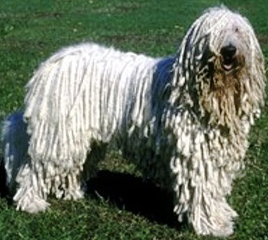 Komondor profile on dog encyclopedia