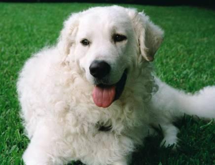 Kuvasz dog featured in dog encyclopedia