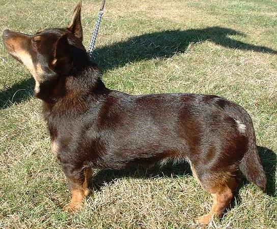 Lancashire Heeler dog featured in dog encyclopedia