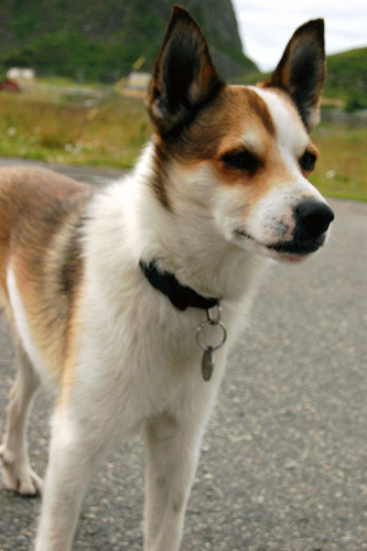 Norwegian Lundehund profile on dog encyclopedia