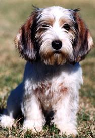 Petit Basset Griffon Vendeen profile on dog encyclopedia