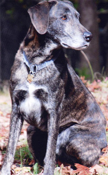Plott Hound profile on dog encyclopedia