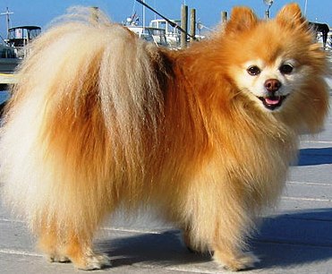 Pomeranian dog featured in dog encyclopedia