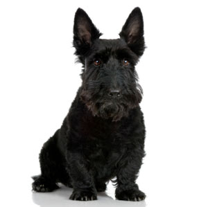 Scottish Terrier profile on dog encyclopedia