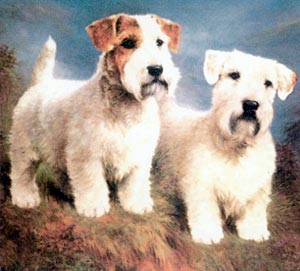 Sealyham Terrier profile on dog encyclopedia