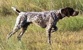 German Shorthaired Pointer dog featured on dog encyclopedia